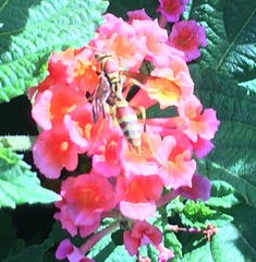 Polistes exclamans