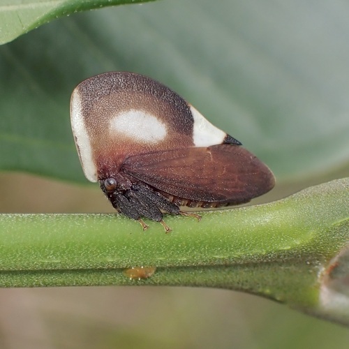 Membracis lefebvrei