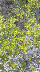 Coprosma montana