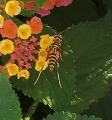 Polistes exclamans