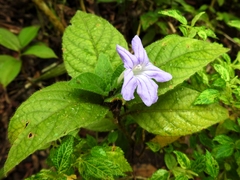 Ruellia harveyana