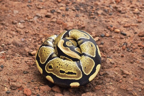 The python was caught by locals in the vicinity of the villa