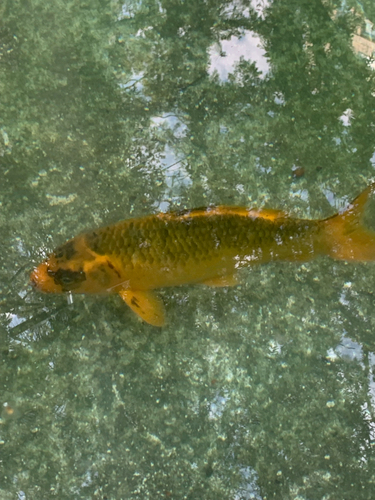 Cyprinus rubrofuscus