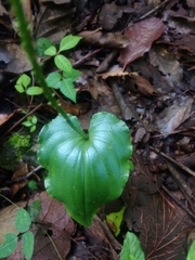 Malaxis maianthemifolia