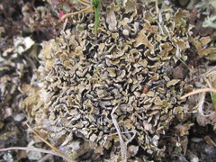 Cladonia strepsilis