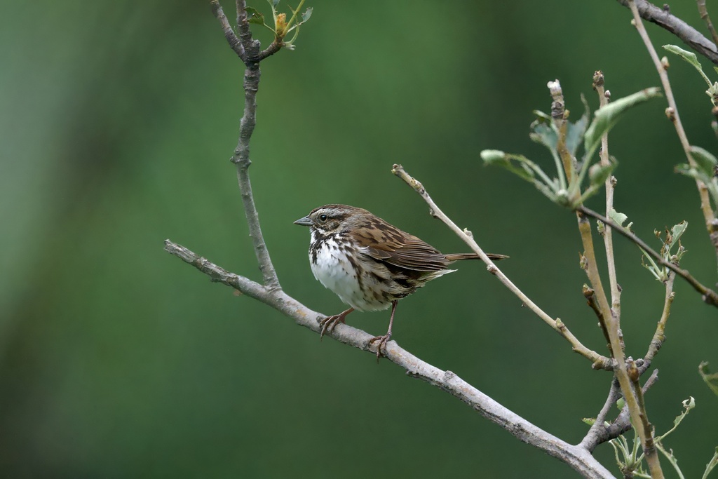 Mexican Song Sparrow