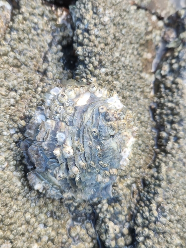Crassostrea rhizophorae, 2025-06-21
