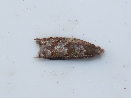 Holly Tortrix, Driebergen-Rijsenburg, Nederland, photo 5 of 10