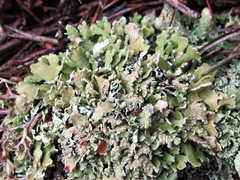 Cladonia strepsilis