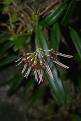 Bulbophyllum melanoglossum