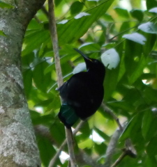 Ptiloris paradiseus