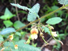 Aeschynomene americana