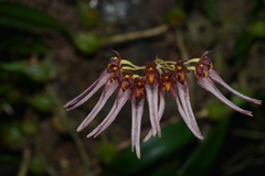 Bulbophyllum melanoglossum