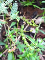 Aeschynomene americana