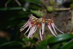 Bulbophyllum melanoglossum
