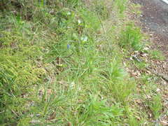 Muscari armeniacum