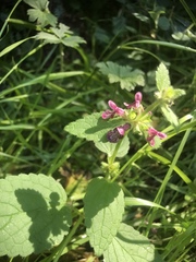 Stachys rigida quercetorum