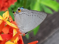 Tajuria cippus maxentius