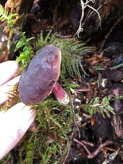 Xerocomellus zelleri