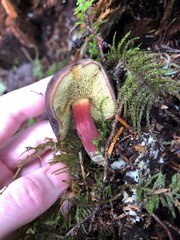 Xerocomellus zelleri