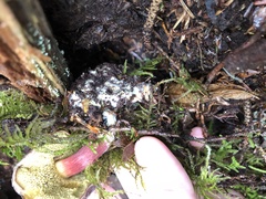 Xerocomellus zelleri