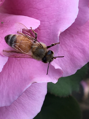 Apis mellifera