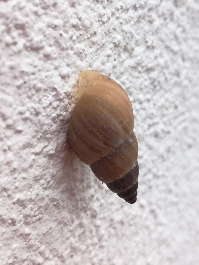 Brown Cone
