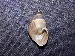 Bulimulus unicolor
