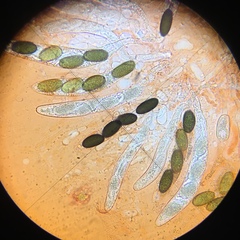 Arnium arizonense
