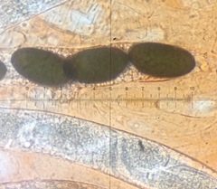 Arnium arizonense