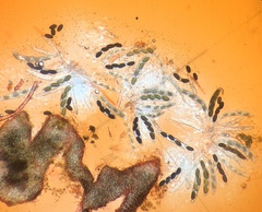 Arnium arizonense