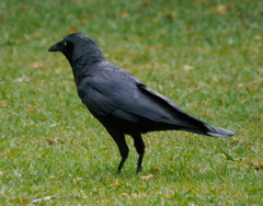 Corvus orru cecilae