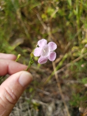 Agalinis linifolia