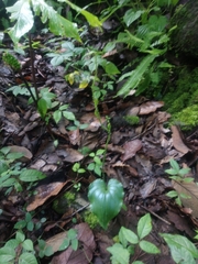 Malaxis maianthemifolia