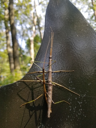 Common walkingstick