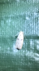 Scythropiodes issikii