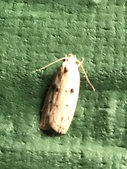 Scythropiodes issikii