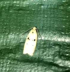 Scythropiodes issikii