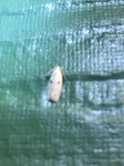 Scythropiodes issikii