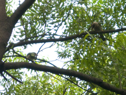 Psilopogon zeylanicus
