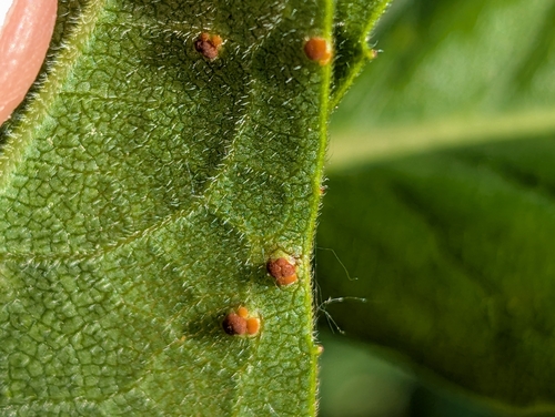 Silphium rust