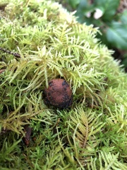 Elaphomyces muricatus