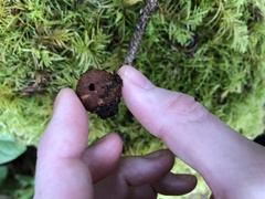 Elaphomyces muricatus