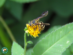 Neocorynura