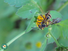 Neocorynura