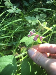 Stachys rigida quercetorum