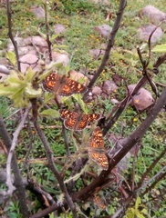 Phyciodes pallescens