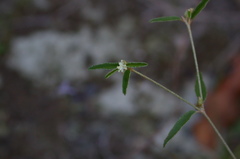 Croton michauxii elliptica
