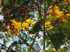 Loriculus philippensis