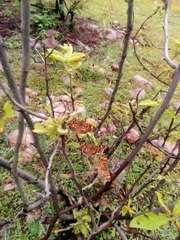 Phyciodes pallescens